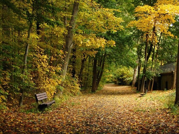 A leafy path in autumn in Scarsdale, Westchester County